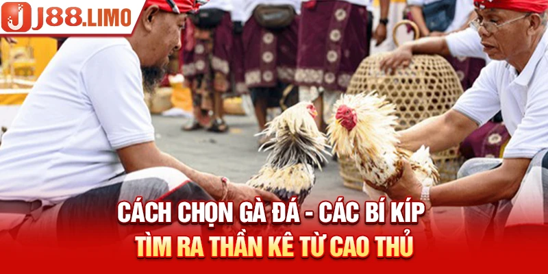 Bí kíp để nhận diện “chiến binh” dũng mãnh thông qua đuôi gà
