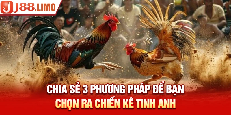 Chia sẻ 3 phương pháp để bạn chọn ra chiến kê tinh anh