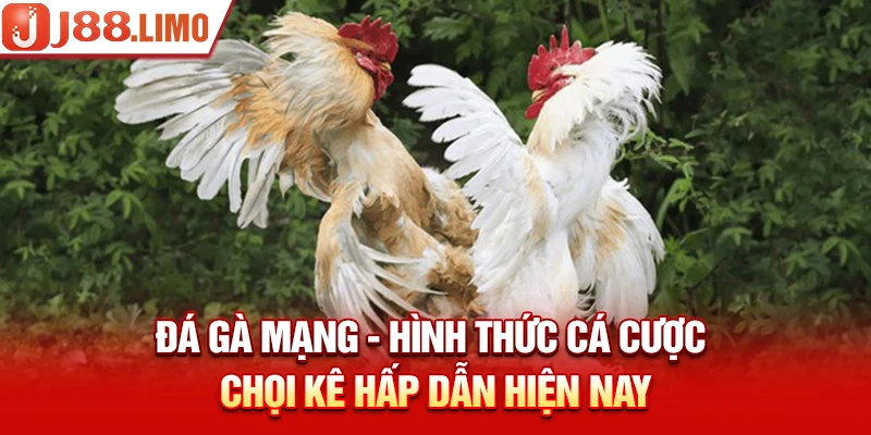 Đá Gà Mạng - Hình Thức Cá Cược Chọi Kê Hấp Dẫn Hiện Nay