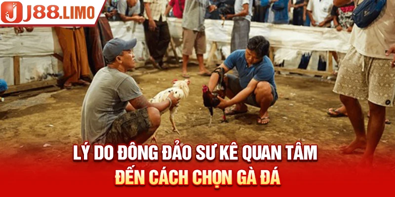Lý do đông đảo sư kê quan tâm đến cách chọn gà đá