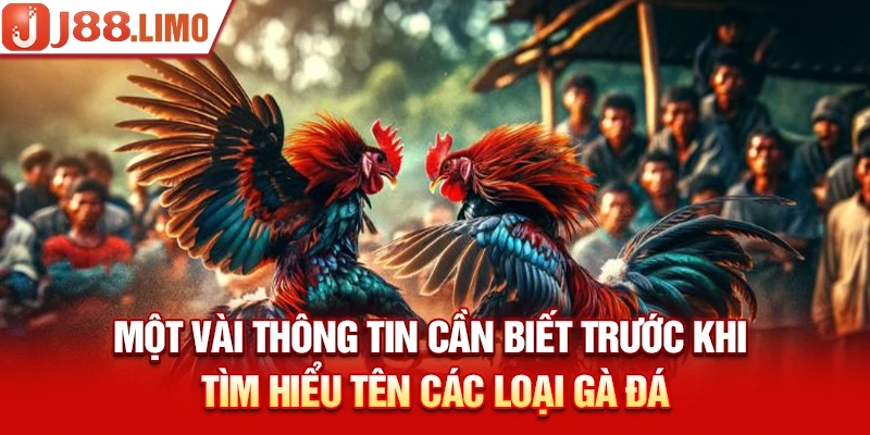 Một vài thông tin cần biết trước khi tìm hiểu tên các loại gà đá