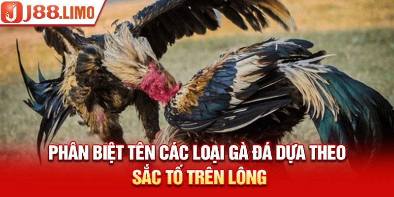 Phân biệt tên các loại gà đá dựa theo sắc tố trên lông