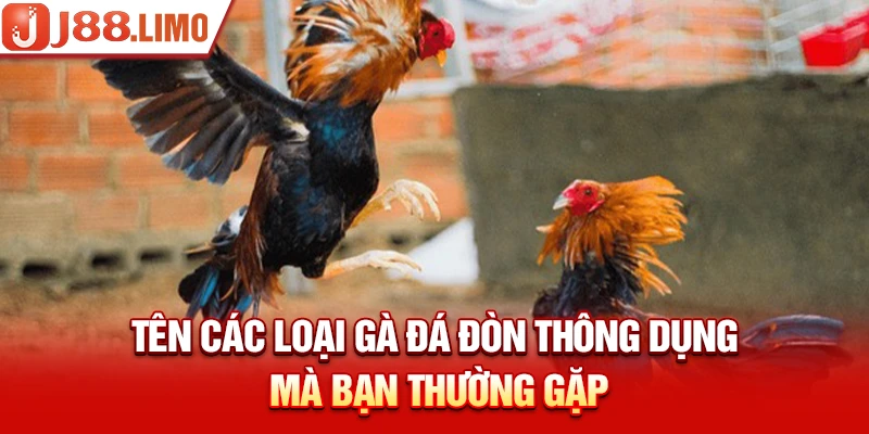 Tên các loại gà đá đòn thông dụng mà bạn thường gặp