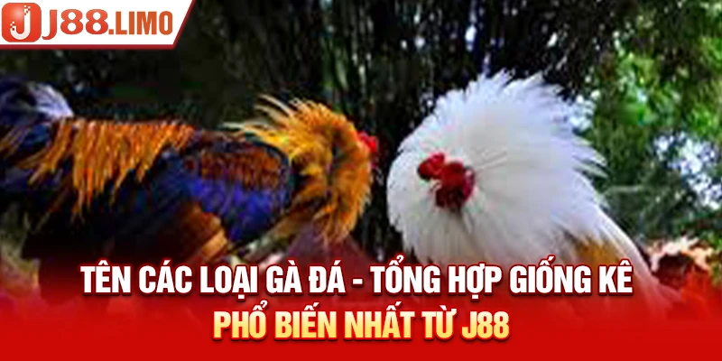 Tên Các Loại Gà Đá - Tổng Hợp Giống Kê Phổ Biến Nhất Từ J88