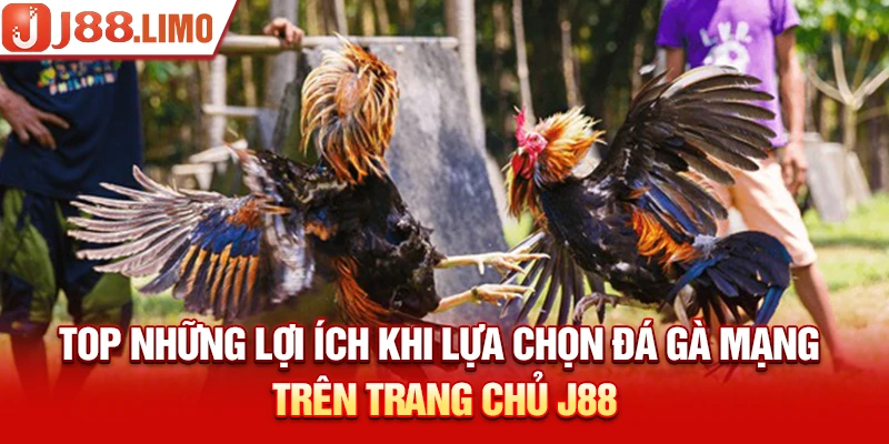 Top những lợi ích khi lựa chọn đá gà mạng trên trang chủ J88