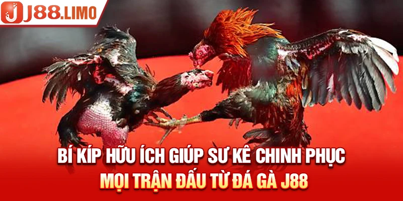 Bí kíp hữu ích giúp sư kê chinh phục mọi trận đấu từ Đá Gà J88