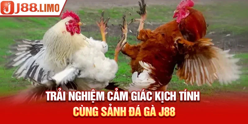 Trải nghiệm cảm giác kịch tính cùng sảnh Đá Gà J88 